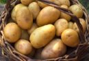 Le patate nel cestino